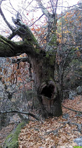 Occitanie-rando - Randonnée pédestre - Caroux - De l'Esquino d'Aze à la vire de Roque-Rouge