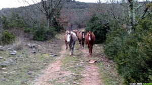 Occitanie-rando - Randonnée pédestre - Saint-Maurice-Navacelles - Cirque de Navacelles
