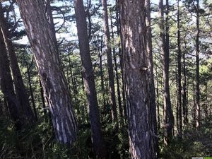 Occitanie-rando - Randonnée pédestre - Causse du Larzac - Le cirque du bout du monde à Gourgas