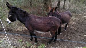 Occitanie-rando - Randonnée pédestre - PR De la tourelle aux meules - Nébian