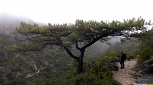 Occitanie-rando - Randonnée - Hérault - Saint-Guilhem-le-Désert - La baume de l'Olivier