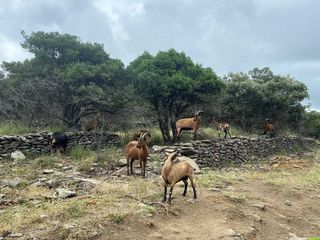 Occitanie-rando - Randonnée - Hérault - Vailhés - Les rives du Salagou