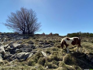 Occitanie-rando - Trekking - GRP - Montagne - Haut-Languedoc - Caroux - Compeyre