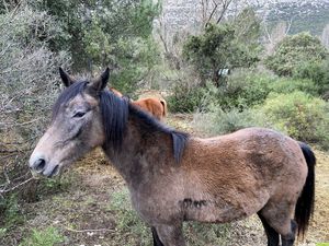 Occitanie-rando - Trekking - Hérault - Pégairolles-de-Buèges - Le massif de la Séranne - Roc Blanc