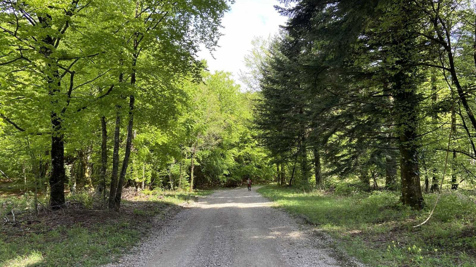 Occitanie-rando - Randonnée - Hérault - Roqueredonde - Forêt Escandorgue - Cirque de Labeil - Larzac