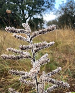 Occitanie-rando - Randonnée - Hérault - Octon - Dolmen de Toucou - Chapelle Notre-Dame-de-Roubignac - Château de Lauzières