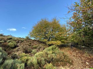 Occitanie-rando - Trekking - Hérault - Saint-Gervais-sur-Mare - GR653 Compostelle - Castel - Neyran