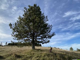 Occitanie-rando - Randonnée Itinérante - Gard - Lozère - Dourbies - Meyrueis - Aigoual - Espérou - GR66 - 4 jours