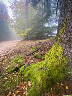 Stage de bushcraft dans le parc national des Cévennes avec Raphaël de La vue des Cimes