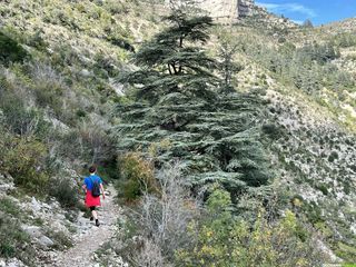 Le cirque de Navacelles, entre le causse du Blandas au nord et le causse du Larzac au sud