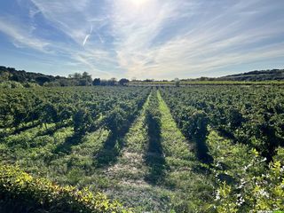 Fontès en vallée de l'Hérault, entre vignes et volcans