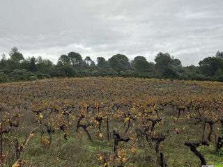 Randonnée à Murviel-les-Montpellier à la découverte de l'oppidum Saint-Julia