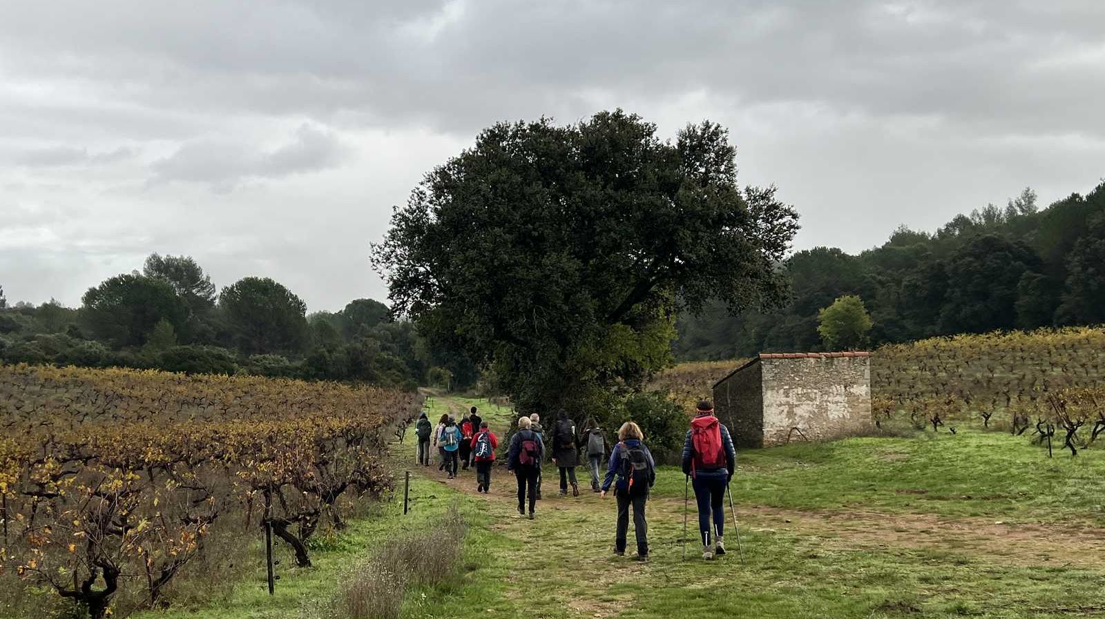 Randonnée à Murviel-les-Montpellier à la découverte de l'oppidum Saint-Julia