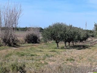 Oenorando® à Montagnac : une randonnée entre nature, art et orientation