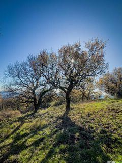 Sur les traces du Prieuré de Saint-Martin-de-Cézas : entre nature et patrimoine