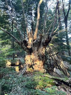 Sur les traces du Prieuré de Saint-Martin-de-Cézas : entre nature et patrimoine