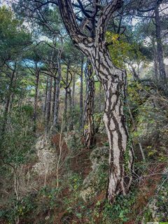 Randonnée à Saint-Guilhem-le-Désert – Du château du Géant au Roc de la Vigne Randonnée à Saint-Guilhem-le-Désert – Du château du Géant au Roc de la Vigne