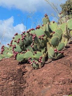 Randonnée des Vailhés - Lac du Salagou
