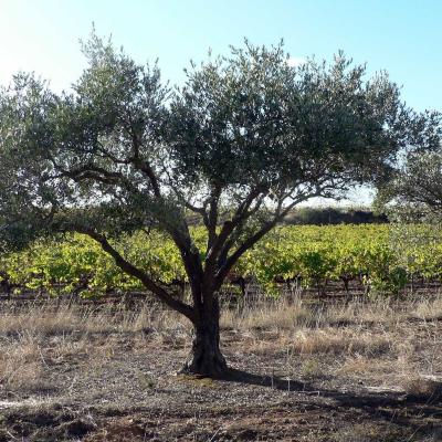 Occitanie Rando Randonnee Herault Castelnau De Guers Ermitage Saint Antoine 08