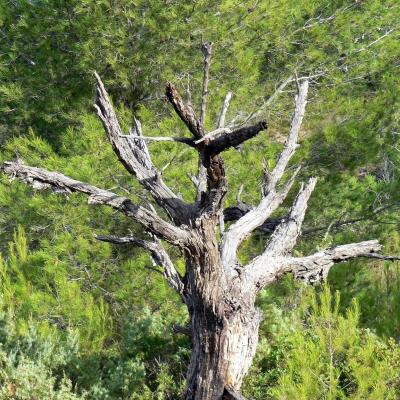 Occitanie Rando Randonnee Herault Castelnau De Guers Ermitage Saint Antoine 10