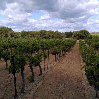 Occitanie Rando Randonnee Herault Castelnau De Guers Ermitage Saint Antoine 14