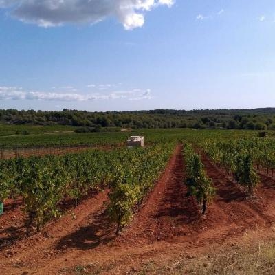Occitanie Rando Randonnee Herault Castelnau De Guers Ermitage Saint Antoine 15