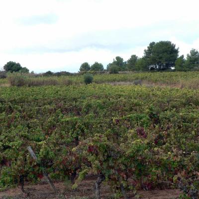 Occitanie Rando Randonnee Herault Castelnau De Guers Ermitage Saint Antoine 31