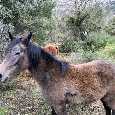 Occitanie Rando Trekking Herault Pegairolles Bueges Massif Seranne 43