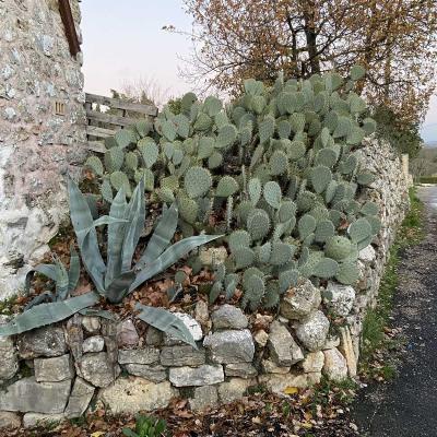 Occitanie Rando Randonnee Herault Puechabon Balcons Herault 02