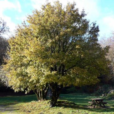 Occitanie Rando Randonnee Herault Lauroux Corniche Cirque Abeil Lodevois 23