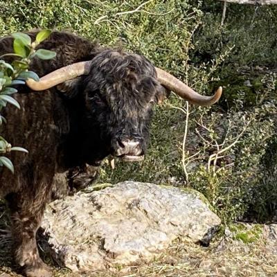 Occitanie Rando Randonnee Herault Caylar Plateau Larzac 23