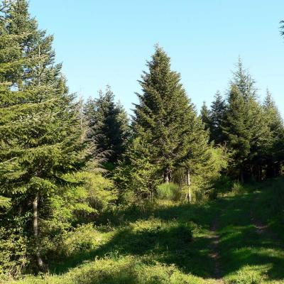 Occitanie Rando Randonnee Herault Plateau Grezac Lodve 14