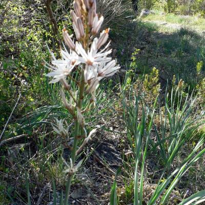 Occitanie Rando Randonnee Herault Plateau Grezac Lodve 16