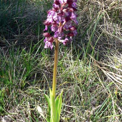 Occitanie Rando Randonnee Herault Plateau Grezac Lodve 17