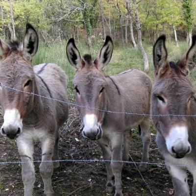 Occitanie Rando Randonnee Herault Pas Escalette Falaises Pegairolles Escalette 07