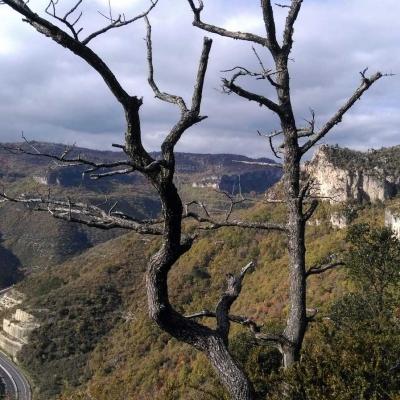 Occitanie Rando Randonnee Herault Pas Escalette Falaises Pegairolles Escalette 88