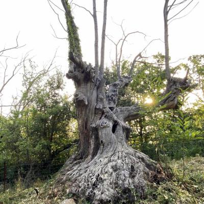 Occitanie Rando Randonnee Herault Lodevois Chapelle Saint Amans 05