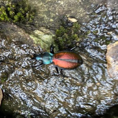 Occitanie Rando Trekking Herault Compeyre Les Banissous 02