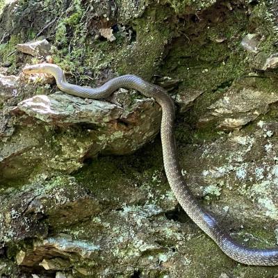 Occitanie Rando Trekking Herault Compeyre Les Banissous 09