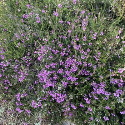 Occitanie Rando Trekking Herault Compeyre Les Banissous 64