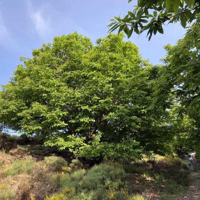 Occitanie Rando Trekking Herault Compeyre Les Banissous 70