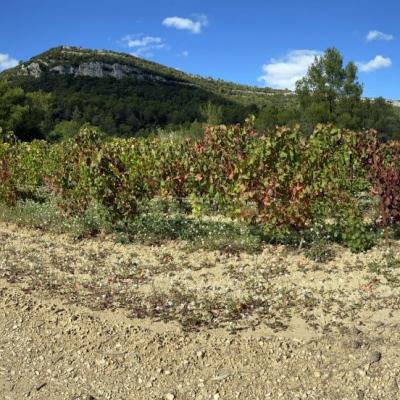 Occitanie Rando Randonnee Herault Valflaunes Falaises Hortus Pic Saint Loup 01