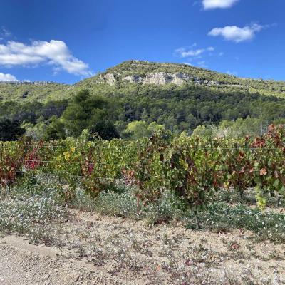 Occitanie Rando Randonnee Herault Valflaunes Falaises Hortus Pic Saint Loup 16