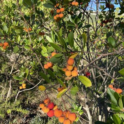 Occitanie Rando Randonnee Herault Valflaunes Falaises Hortus Pic Saint Loup 23