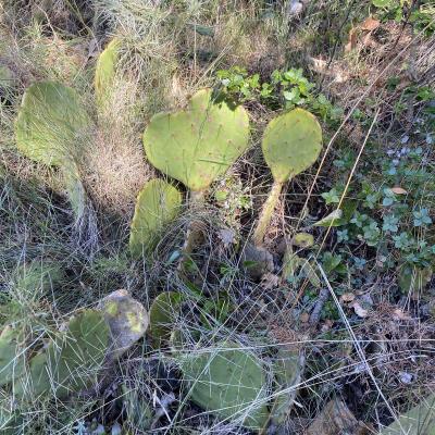 Occitanie Rando Randonnee Herault Valflaunes Falaises Hortus Pic Saint Loup 26