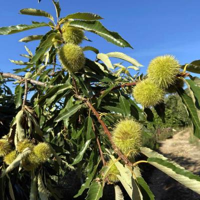 Occitanie Rando Trekking Herault Caroux Colombieres Sur Orb Sentier Esquino Daze 01