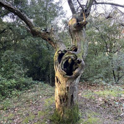 Occitanie Rando Trekking Herault Les Aires Chapelle Saint Michel De Mourcairol 04