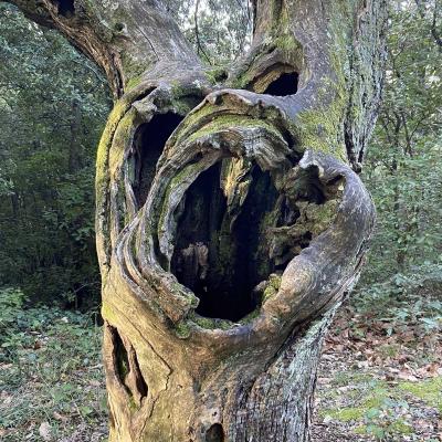 Occitanie Rando Trekking Herault Les Aires Chapelle Saint Michel De Mourcairol 05