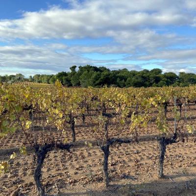 Occitanie Rando Randonnee Montagnac Art Nature Sculptures Vallee Herault 12