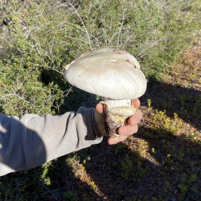 Occitanie Rando Randonnee Montagnac Art Nature Sculptures Vallee Herault 17